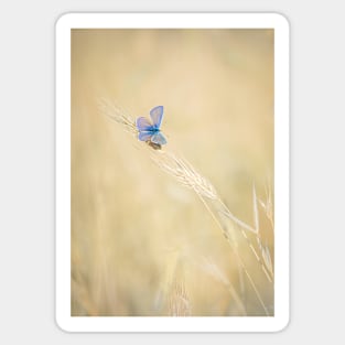 Common Blue Butterfly on Grass Sticker